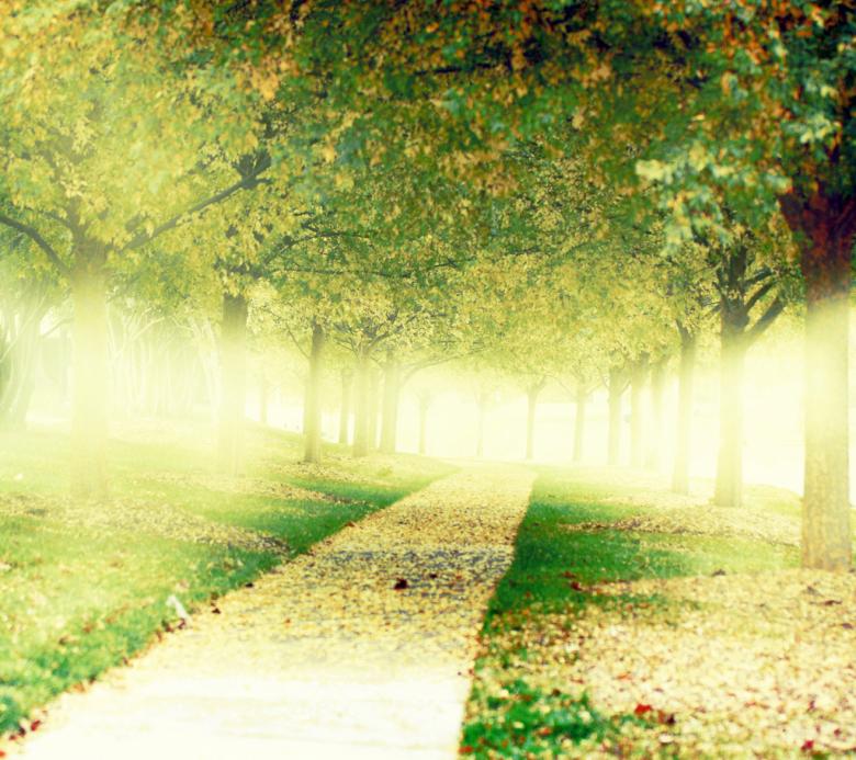 Free stock image of Bright forest path created by agphotostock.com