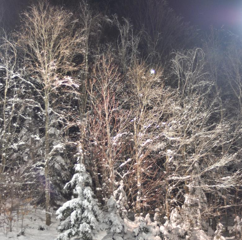 Free stock image of Winter trees created by agphotostock.com