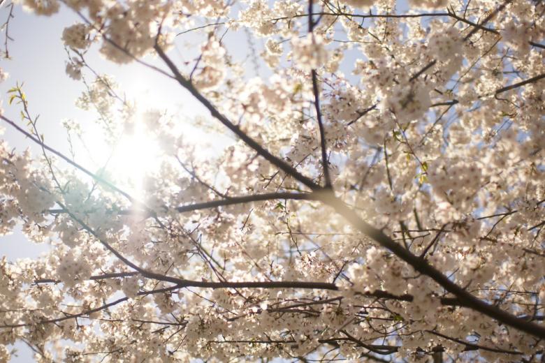 Free stock image of Spring bloom created by agphotostock.com