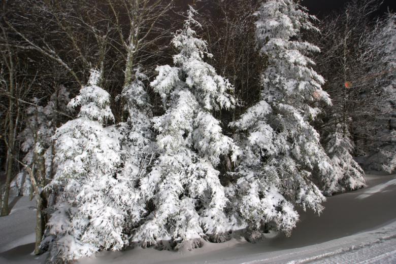 Free stock image of Winter trees covered in snow created by agphotostock.com