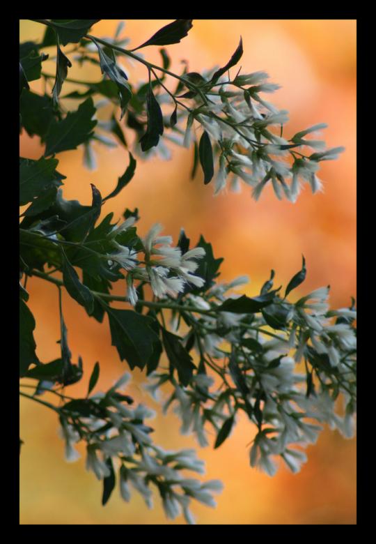 Free stock image of Fall Season - Leaves created by agphotostock.com