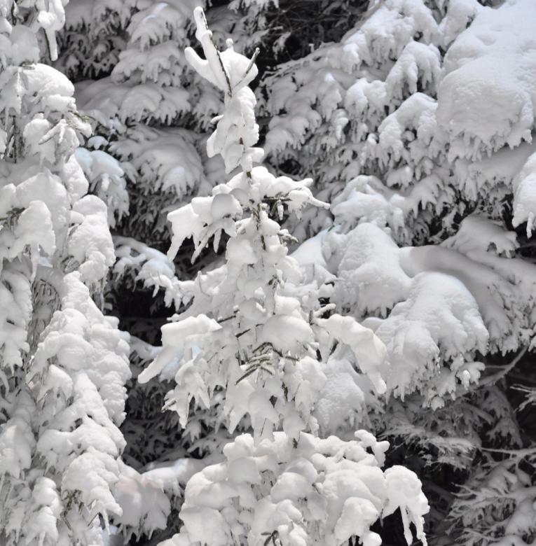Free stock image of Pine trees covered in snow created by agphotostock.com