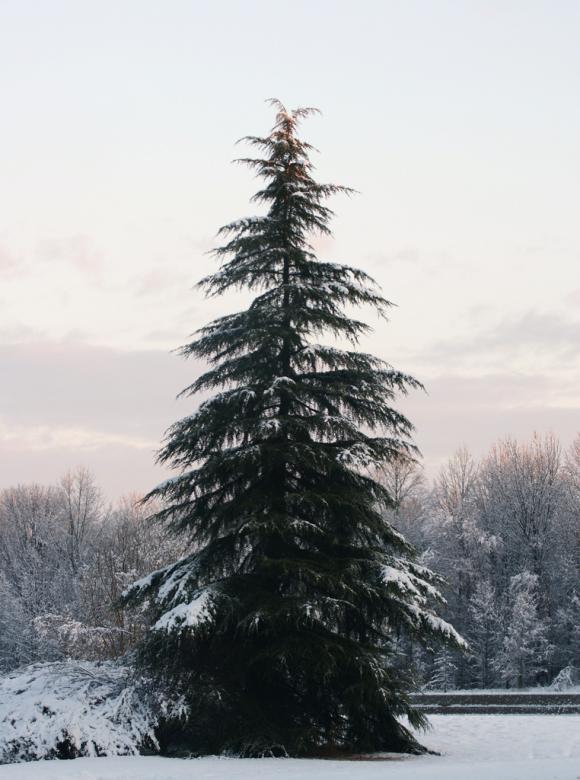 Free stock image of Trees covered in snow created by agphotostock.com