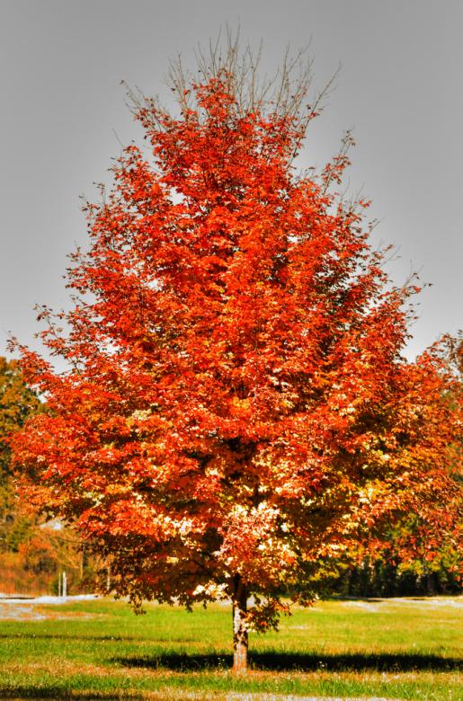 Free stock image of Fall season created by agphotostock.com