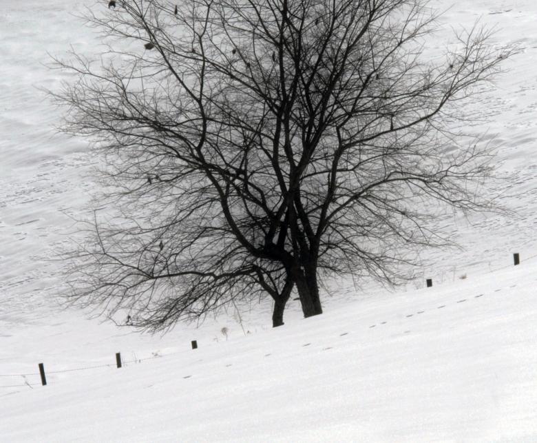 Free stock image of Black and White Trees covered in snow created by agphotostock.com