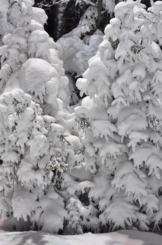 Free stock image of Trees in snow created by agphotostock.com