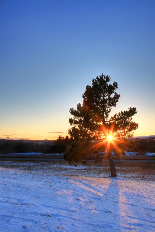 Free stock image of Tree created by Geoffrey Whiteway