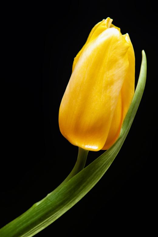 Free stock image of Yellow Tulip created by 2happy