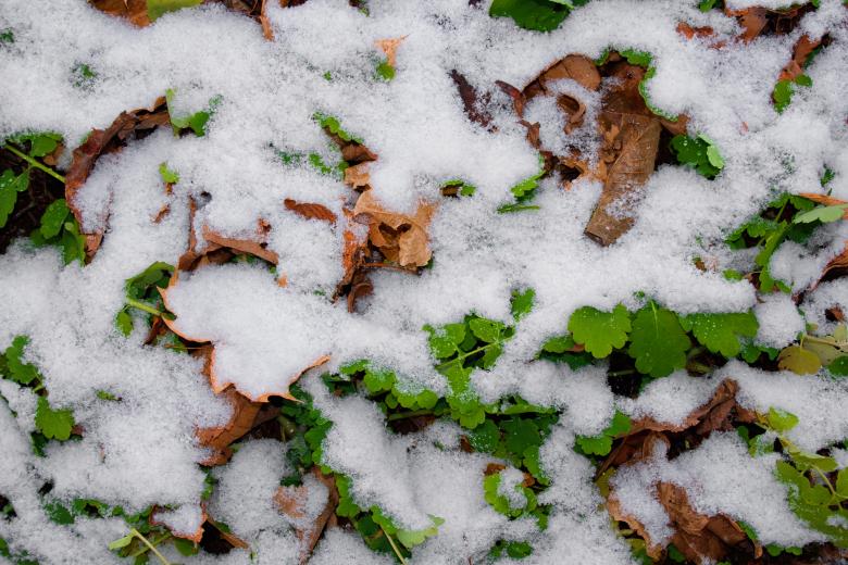 Free stock image of first winter snow created by 2happy