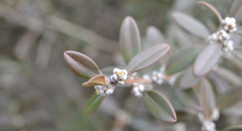 Free stock image of Lavender bud created by jeff bock