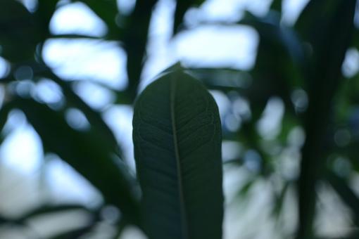 Free Stock Photo of Green Leaf