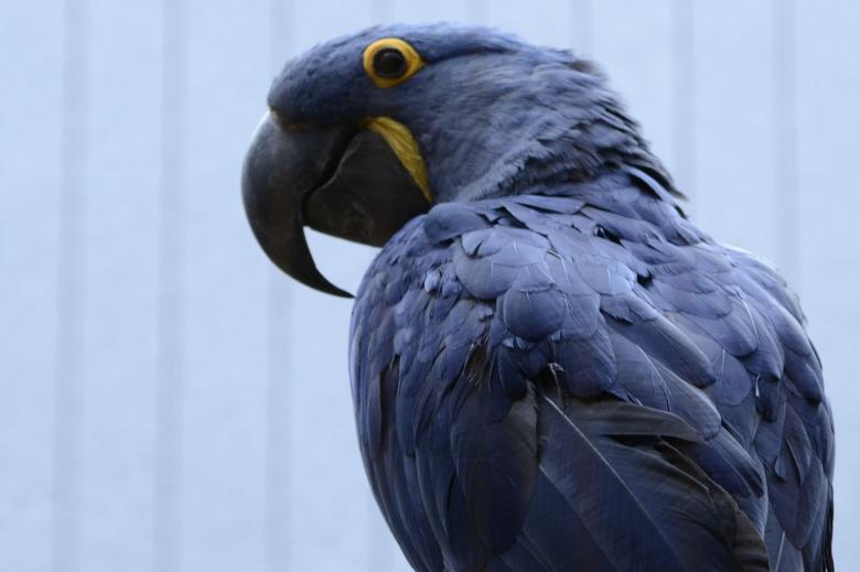 Free stock image of Blue Parrot created by jeff bock