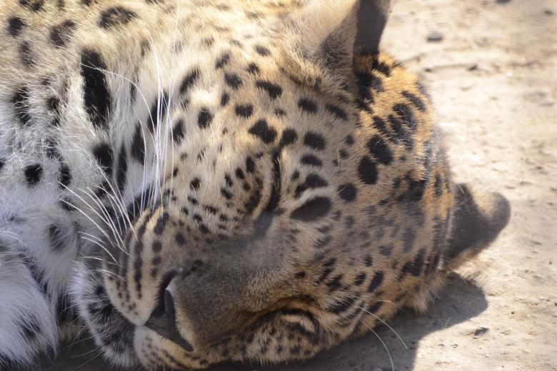 Free stock image of Leopard napping created by jeff bock