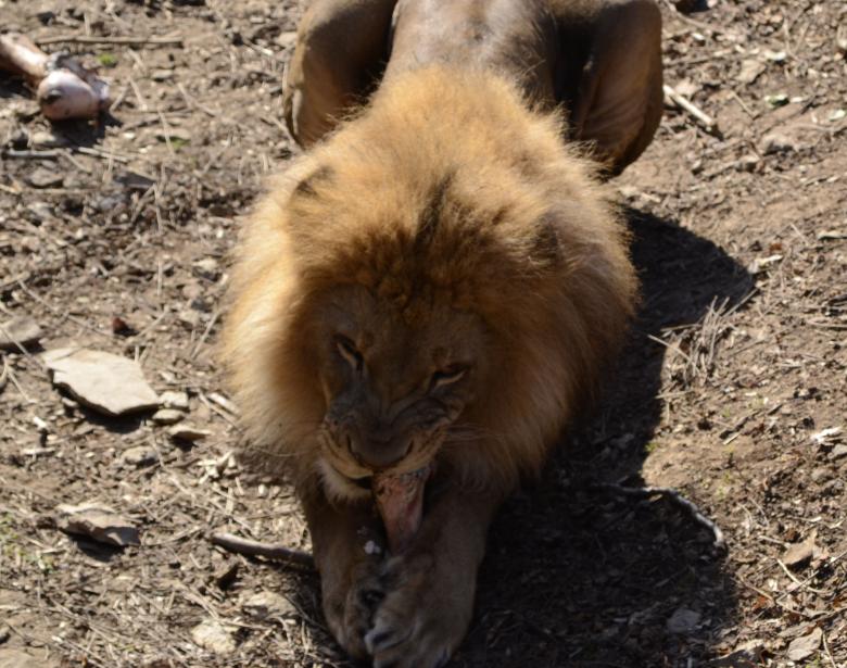 Free stock image of Lion snacking created by jeff bock