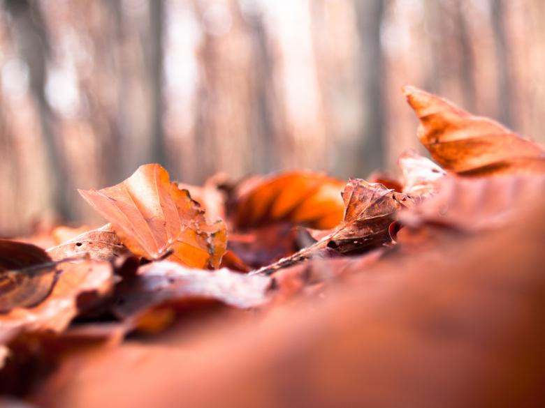 Free stock image of Leaves created by Alen