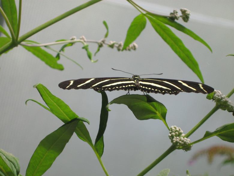 Free stock image of Butterfly created by Dayna Clarke