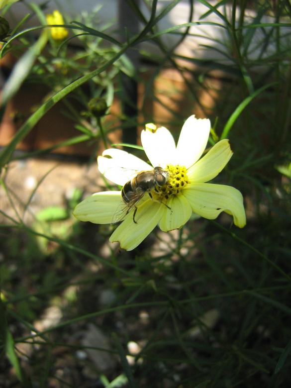Free stock image of Bee on a Flower created by Dayna Clarke