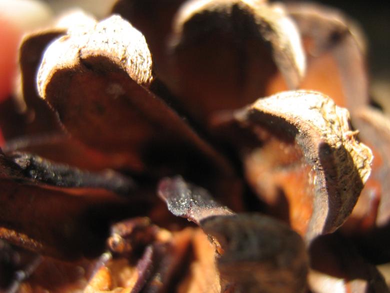 Free stock image of Pinecone created by Dayna Clarke