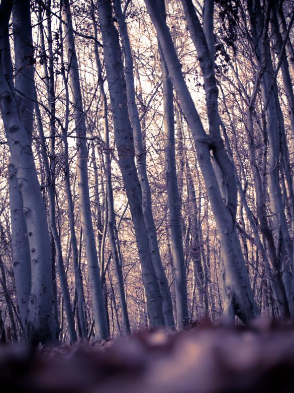 Free stock image of The wood created by Alen