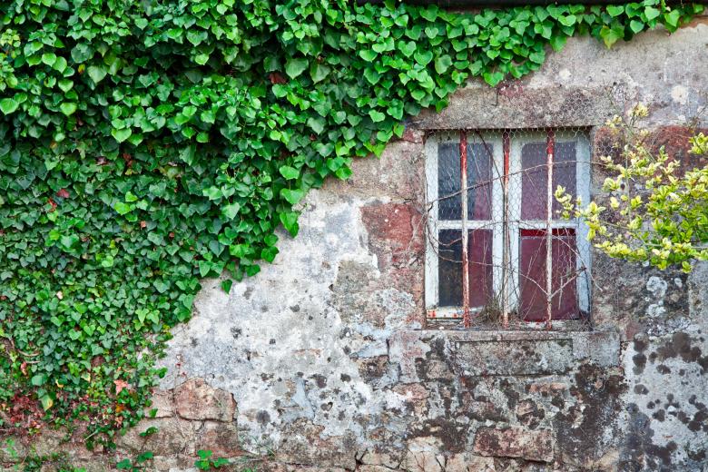 Free stock image of Ivy Covered Wall created by Nicolas Raymond