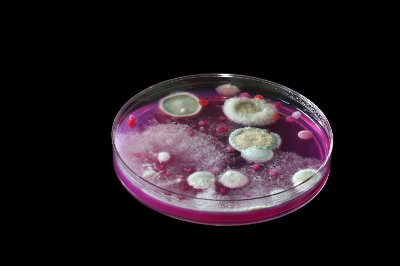 Free stock image of Microbiology created by Geoffrey Whiteway