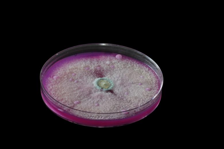 Free stock image of Microbiology created by Geoffrey Whiteway
