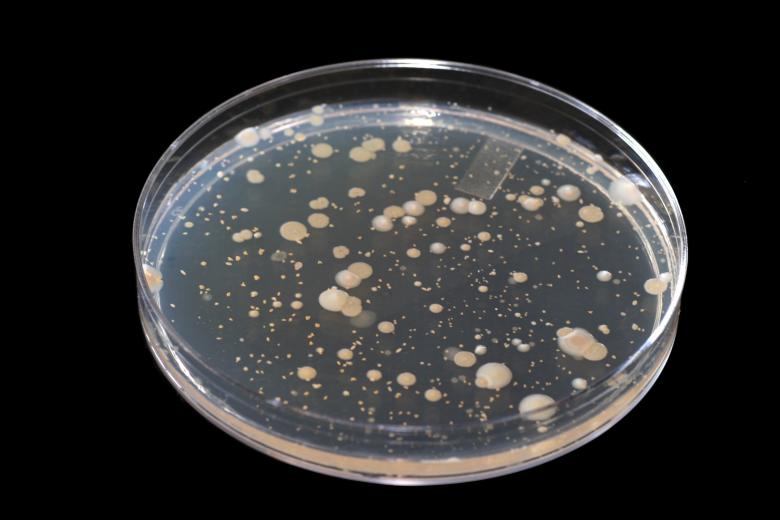 Free stock image of Microbiology created by Geoffrey Whiteway