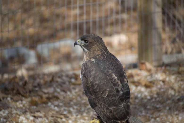 Free stock image of Wild Hawk created by jeff bock