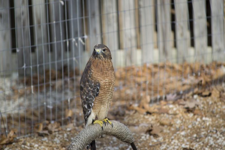 Free stock image of Wild Hawk created by jeff bock