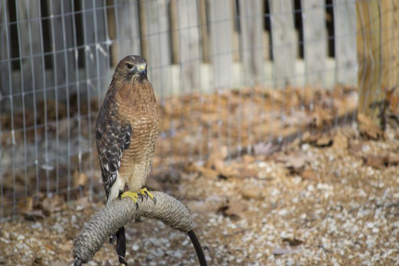 Free stock image of Hawk created by jeff bock