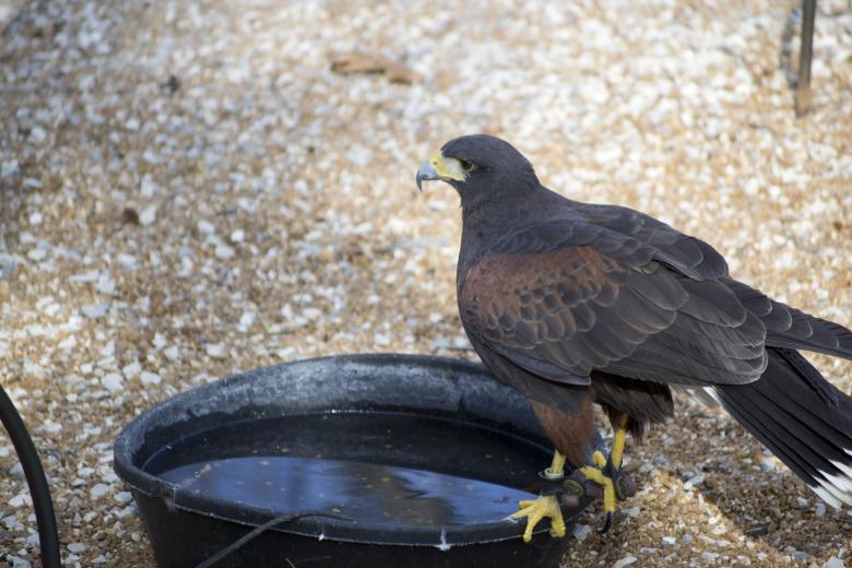 Free stock image of Hawk created by jeff bock