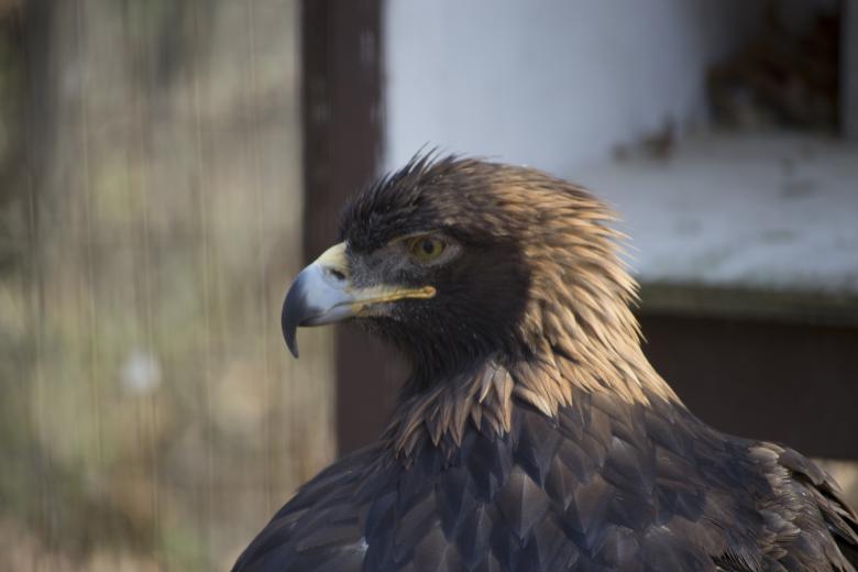 Free stock image of Hawk created by jeff bock