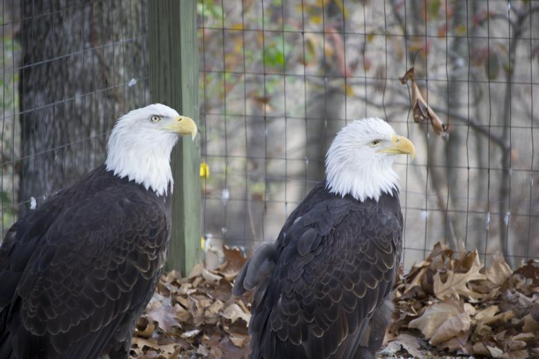 Free stock image of Bald Eagles created by jeff bock