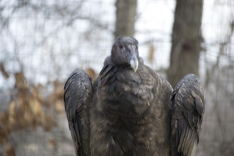 Free stock image of Vulture created by jeff bock