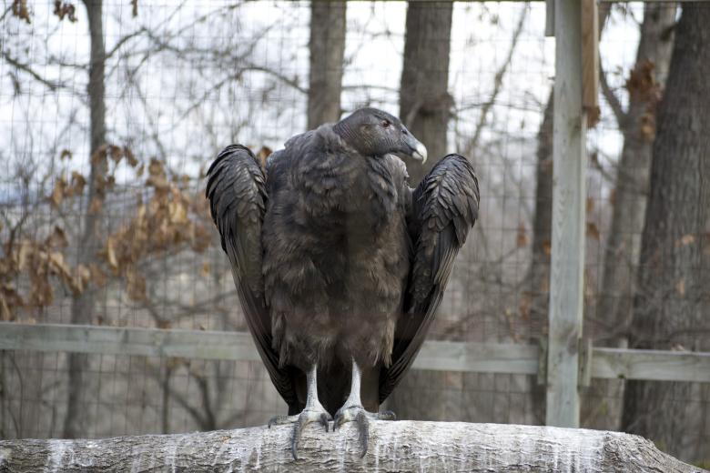 Free stock image of Vulture created by jeff bock