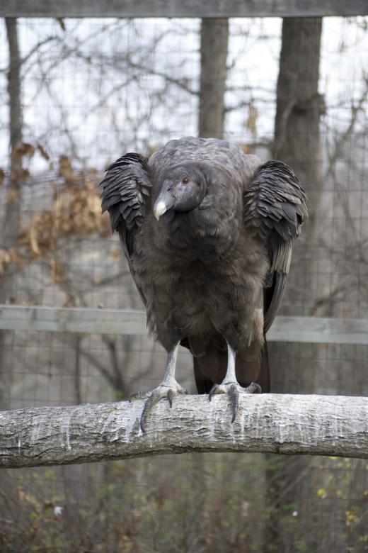 Free stock image of Vulture created by jeff bock