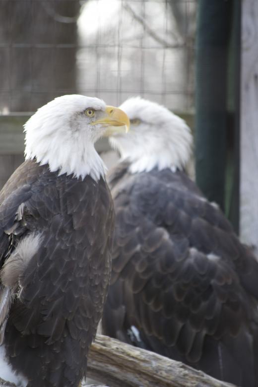 Free stock image of Bald Eagles created by jeff bock