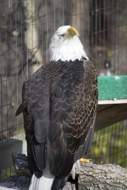 Free stock image of Bald Eagle created by jeff bock