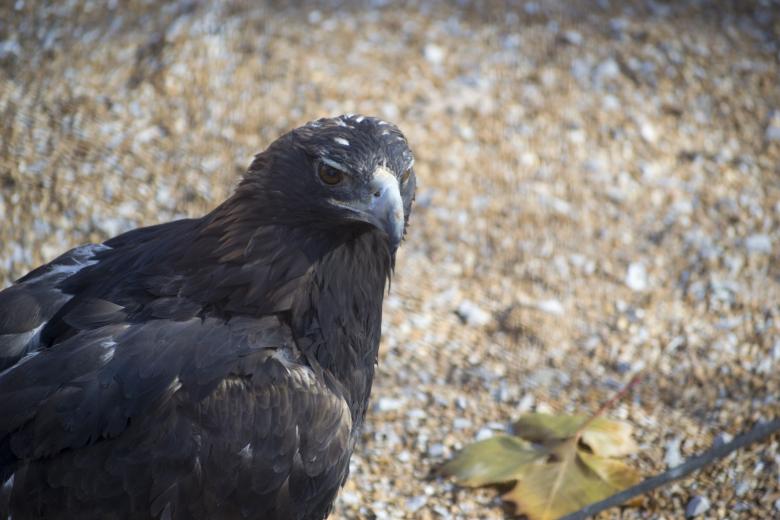 Free stock image of Hawk created by jeff bock