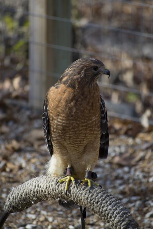 Free stock image of Hawk created by jeff bock