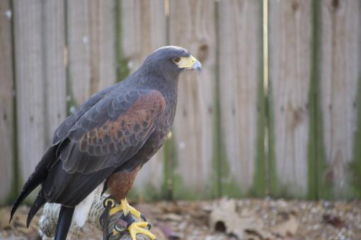 Hawk - Free Stock Photo