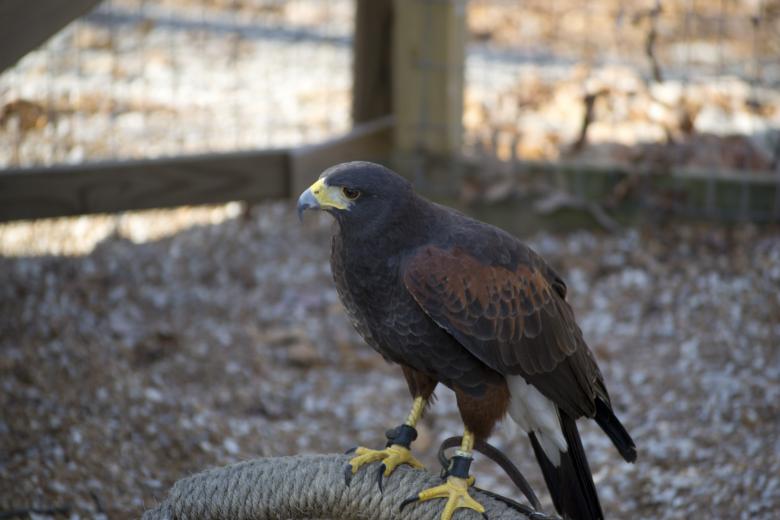 Free stock image of Hawk created by jeff bock