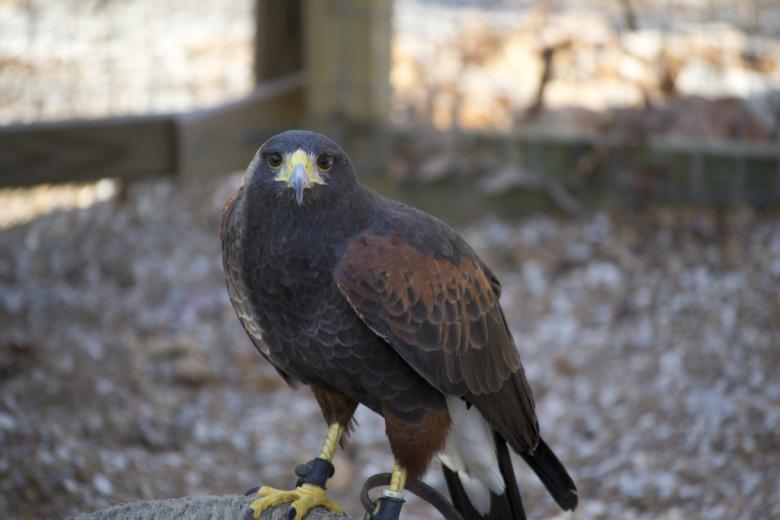 Free stock image of Hawk created by jeff bock