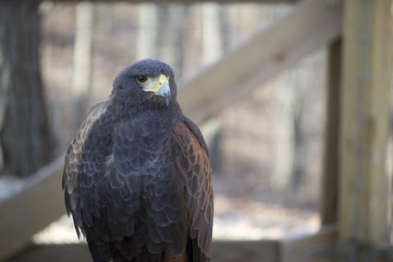 Free stock image of Hawk created by jeff bock