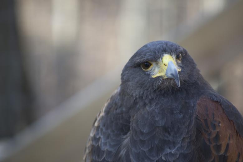 Free stock image of Hawk created by jeff bock