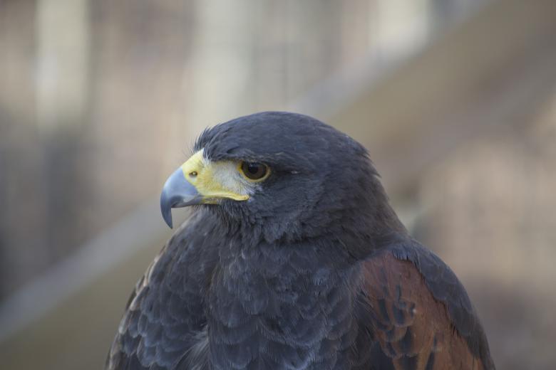 Free stock image of Hawk created by jeff bock