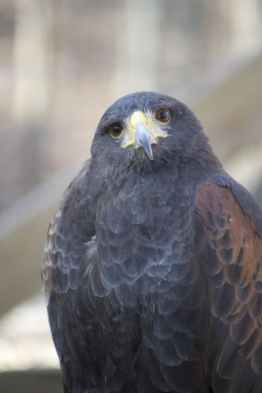 Free stock image of Hawk created by jeff bock