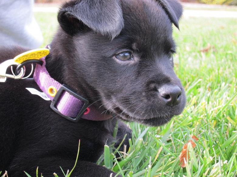 Free stock image of Dog - Puppy created by Brian