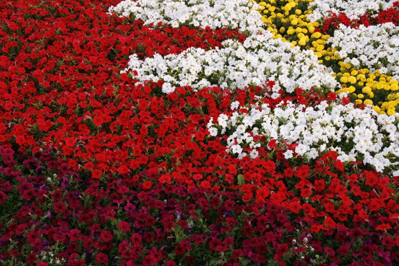 Free stock image of Flower background created by 2happy