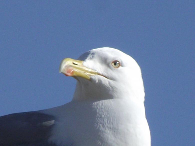 Free stock image of Portraitof seagull created by Janis Urtans